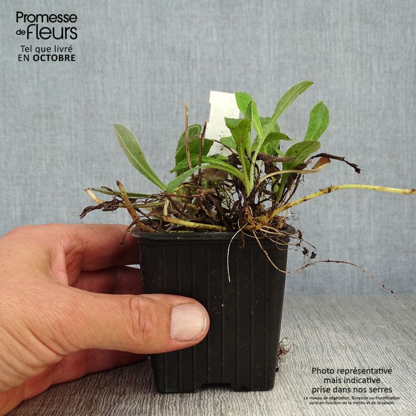 Exemplaar van Hieracium pilosella - Muizenoor Kweekpotje van 8/9 cm zoals geleverd in de herfst