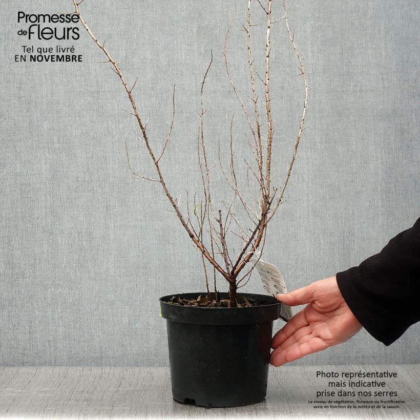 Exemplaar van Hippophae rhamnoides - Duindoorn Pot van 2 l/3 l zoals geleverd in de herfst