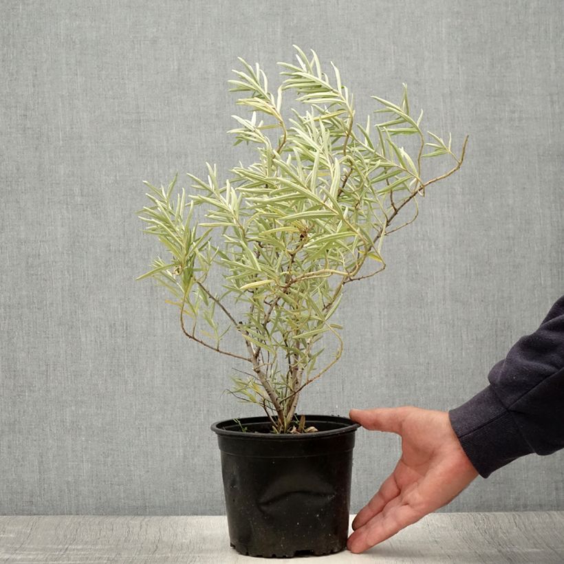 Exemplaar van Hippophae rhamnoides - Duindoorn Pot van 2 l/3 l zoals geleverd in de zomer