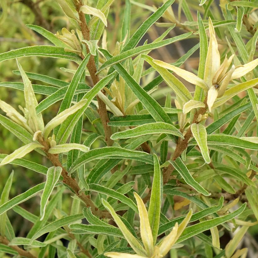 Hippophae rhamnoides Botanica - Duindoorn (Blad)
