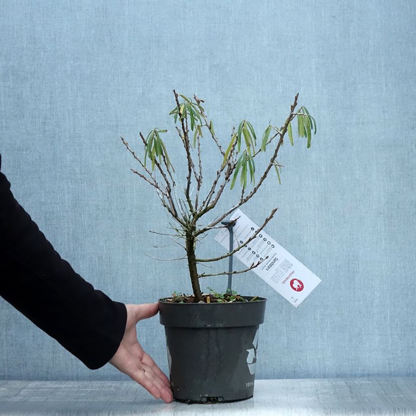 Exemplaar van Hippophae rhamnoides Botanica - Duindoorn Pot van 3 l/4 l zoals geleverd in de herfst