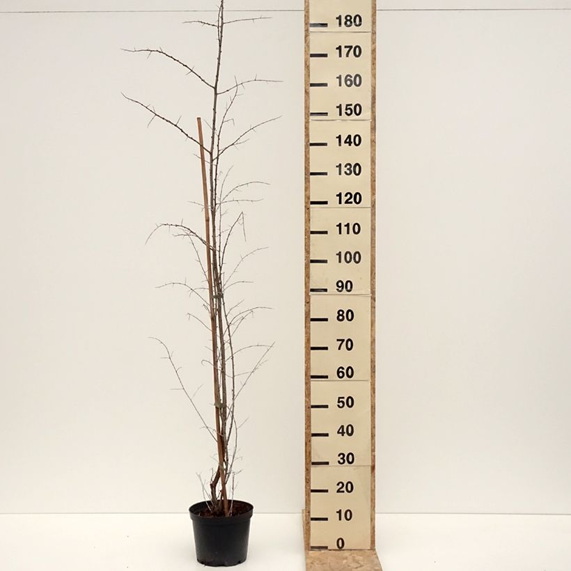 Example of Hippophae rhamnoides Frugana - Duindoorn Pot van 4 l/5 l, Pol as you get in hiver