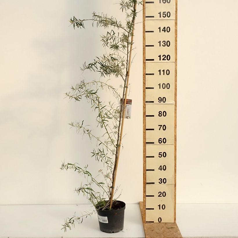 Exemplaar van Hippophae rhamnoides Frugana - Duindoorn Pot van 4 l/5 l, Pol zoals geleverd in de zomer