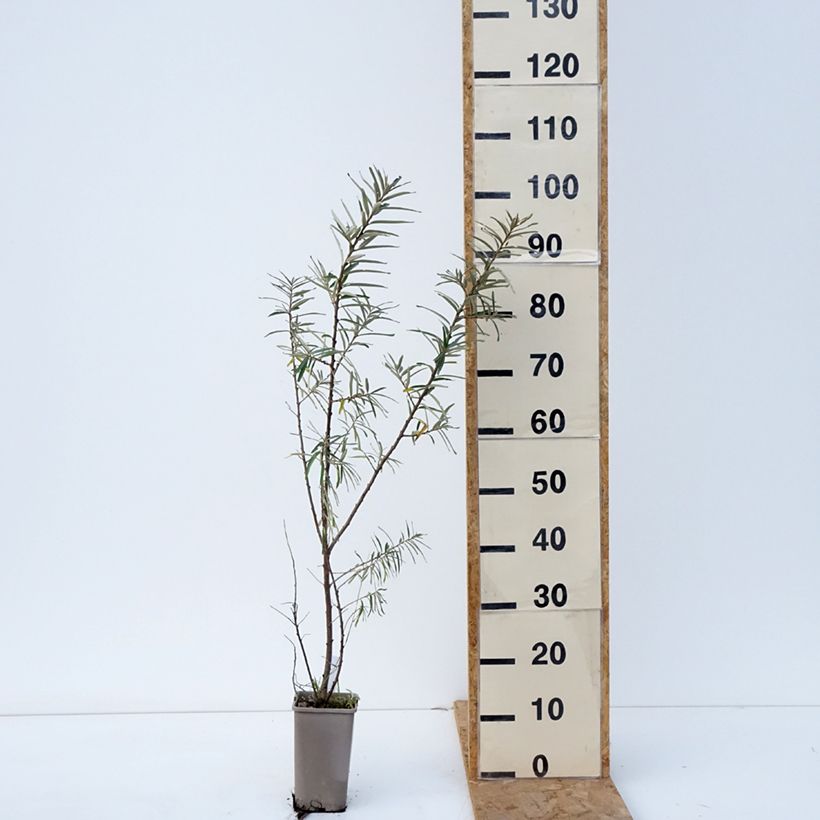 Exemplaar van Hippophae rhamnoides Garden's Gift - Argousier femelle Pot de 1,5L/2L, Touffe zoals geleverd in de herfst