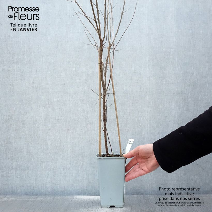 Example of Hippophae rhamnoides Leikora - Duindoorn Pot van 1,5 l/2 l as you get in hiver