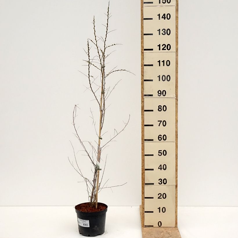 Example of Hippophae rhamnoides Orange Energy - Duindoorn Pot van 3 l/4 l as you get in printemps