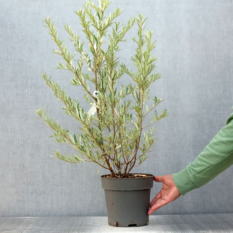 Exemplaar van Hippophae rhamnoides Orange Energy - Duindoorn Pot van 3 l/4 l zoals geleverd in de zomer