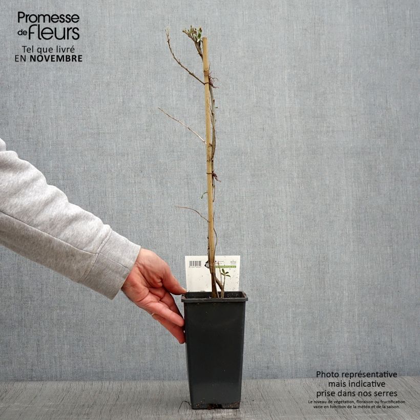 Exemplaar van Hippophae rhamnoides Pollmix - Duindoorn Pot van 1,5 l/2 l zoals geleverd in de herfst