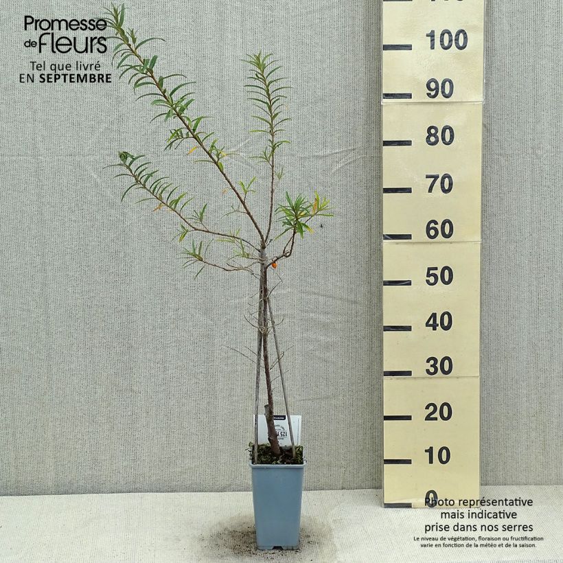 Exemplaar van Hippophae rhamnoides Pollmix - Duindoorn Pot van 1,5 l/2 l zoals geleverd in de zomer