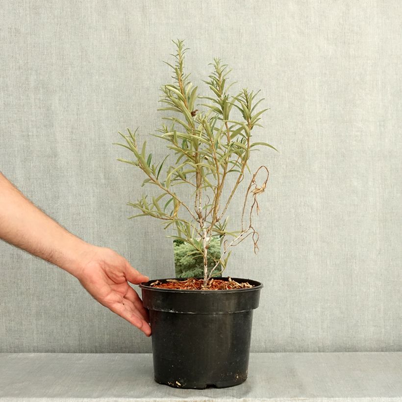 Exemplaar van Hippophae rhamnoides Pollmix - Duindoorn Pot van 4 l/5 l zoals geleverd in de zomer