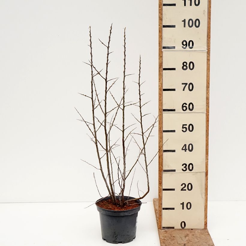Exemplaar van Hippophae rhamnoides Sirola - Duindoorn Pot van 4 l/5 l, Pol zoals geleverd in de winter