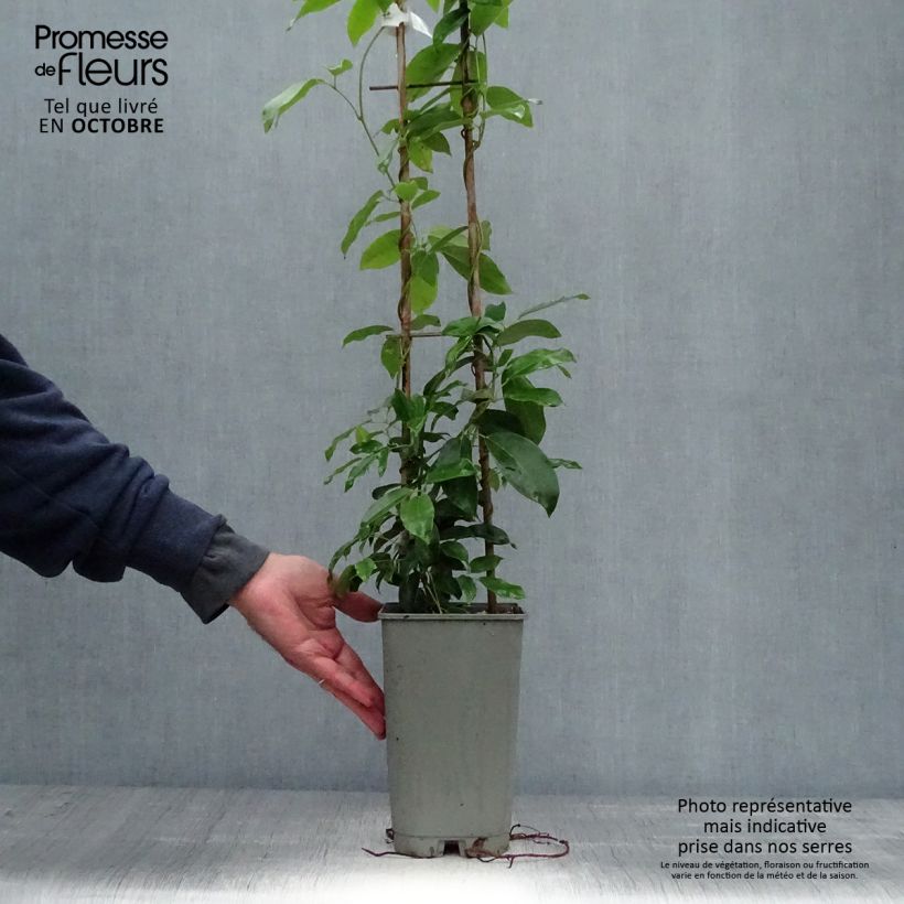 Exemplaar van Holboellia coriacea - Klimkomkommer Pot van 2 l/3 l zoals geleverd in de herfst