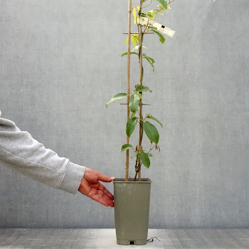 Exemplaar van Holboellia coriacea - Klimkomkommer Pot van 2 l/3 l zoals geleverd in de zomer