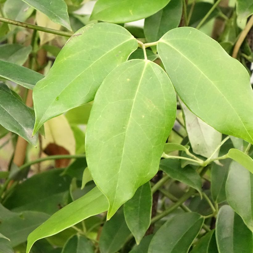 Holboellia coriacea - Klimkomkommer (Blad)