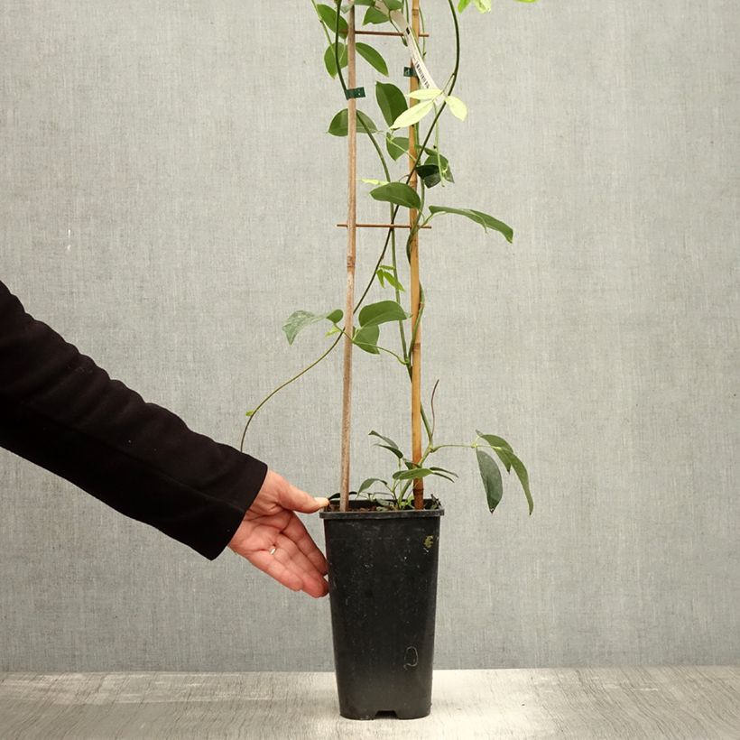 Exemplaar van Holboellia traversii - Klimkomkommer Pot van 3 l/4 l zoals geleverd in de herfst