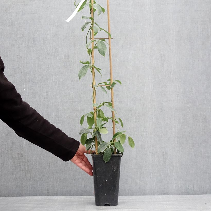 Exemplaar van Holboellia traversii Pot de 3L/4L zoals geleverd in de winter