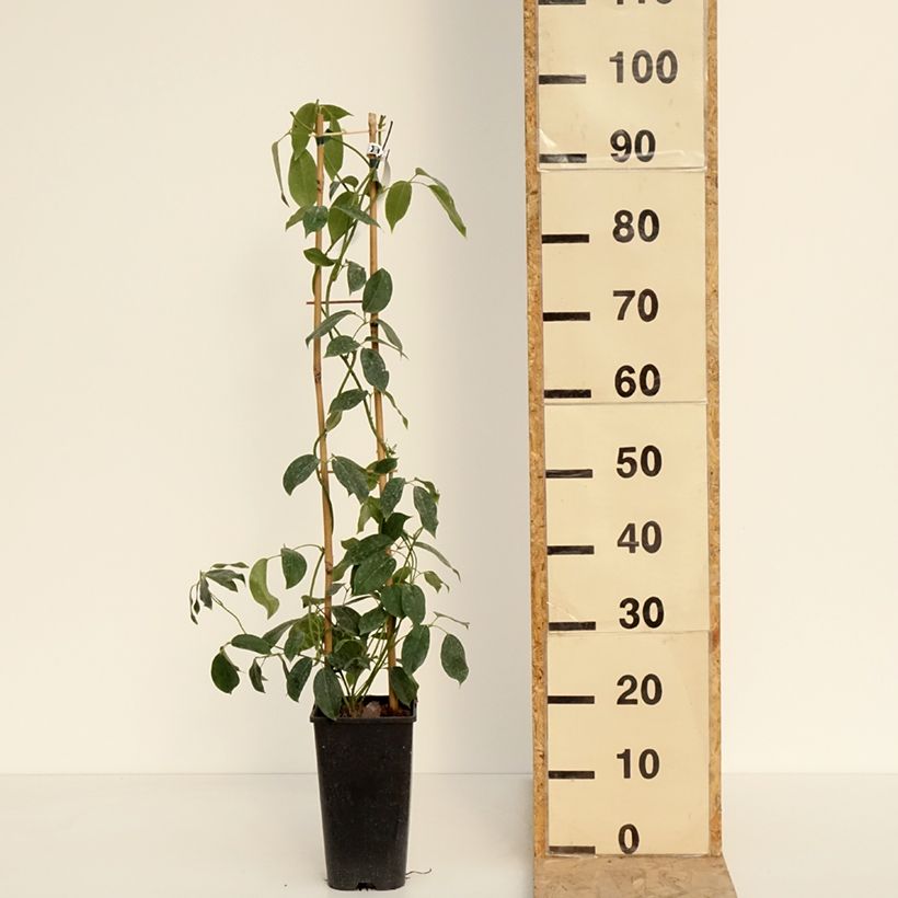 Exemplaar van Holboellia traversii - Klimkomkommer Pot van 3 l/4 l zoals geleverd in de lente