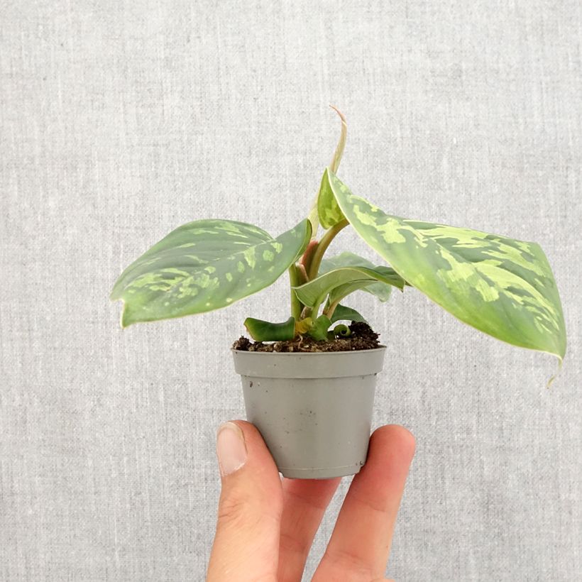 Exemplaar van Aglaonema wallisii - Camouflageplant Mini-kamerplanten zoals geleverd in de lente