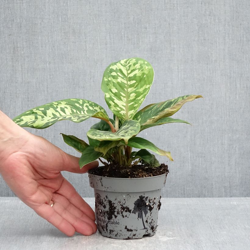 Exemplaar van Aglaonema wallisii - Camouflageplant Pot van 12 cm / 13 cm zoals geleverd in de lente