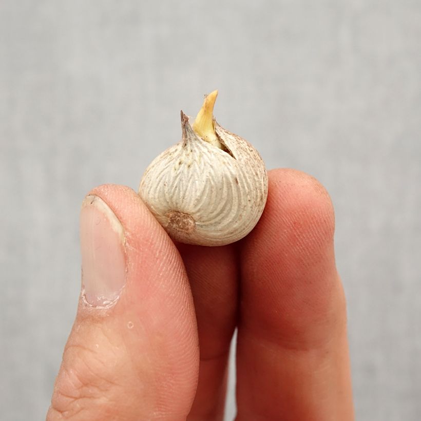 Example of Homeria flaccida - Tulipe du Cap Bol size 5+ as you get in printemps