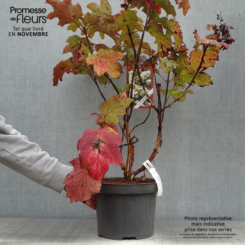 Exemplaar van Hydrangea quercifolia - Eikenbladhortensia Pot van 7,5 l/10 l zoals geleverd in de herfst