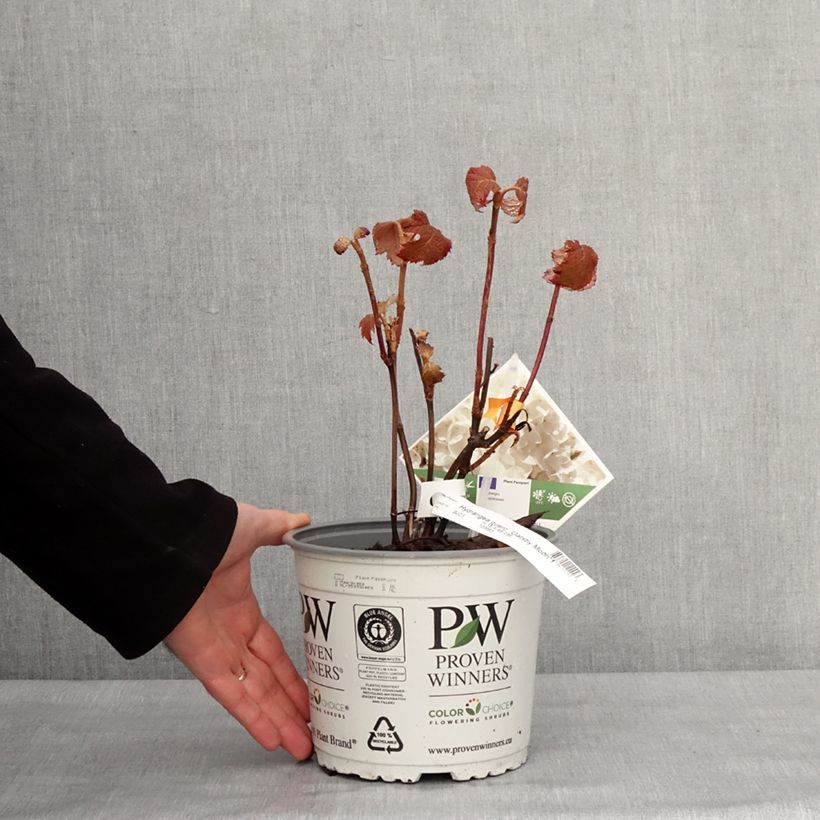 Example of Hydrangea quercifolia Gatsby Moon - Hortensia à feuilles de chêne Pot van 2 l/3 l as you get in hiver