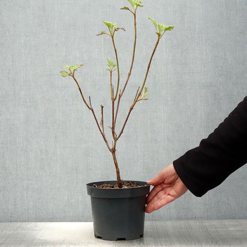 Exemplaar van Hydrangea quercifolia Sikes Dwarf - Eikenbladhortensia Pot van 2 l/3 l zoals geleverd in de lente
