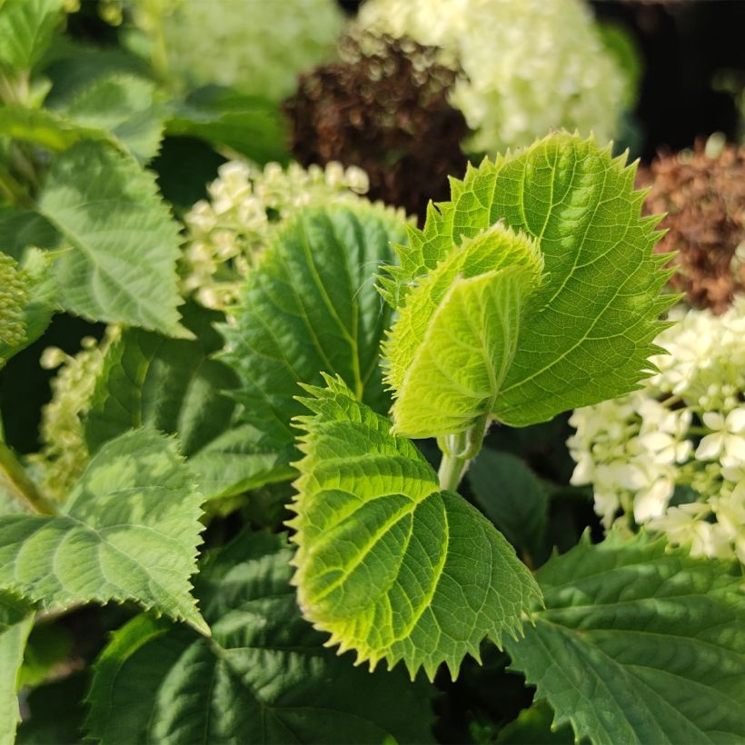 Hydrangea arborescens BellaRagazza Limetta - Struikhortensia (Foliage)