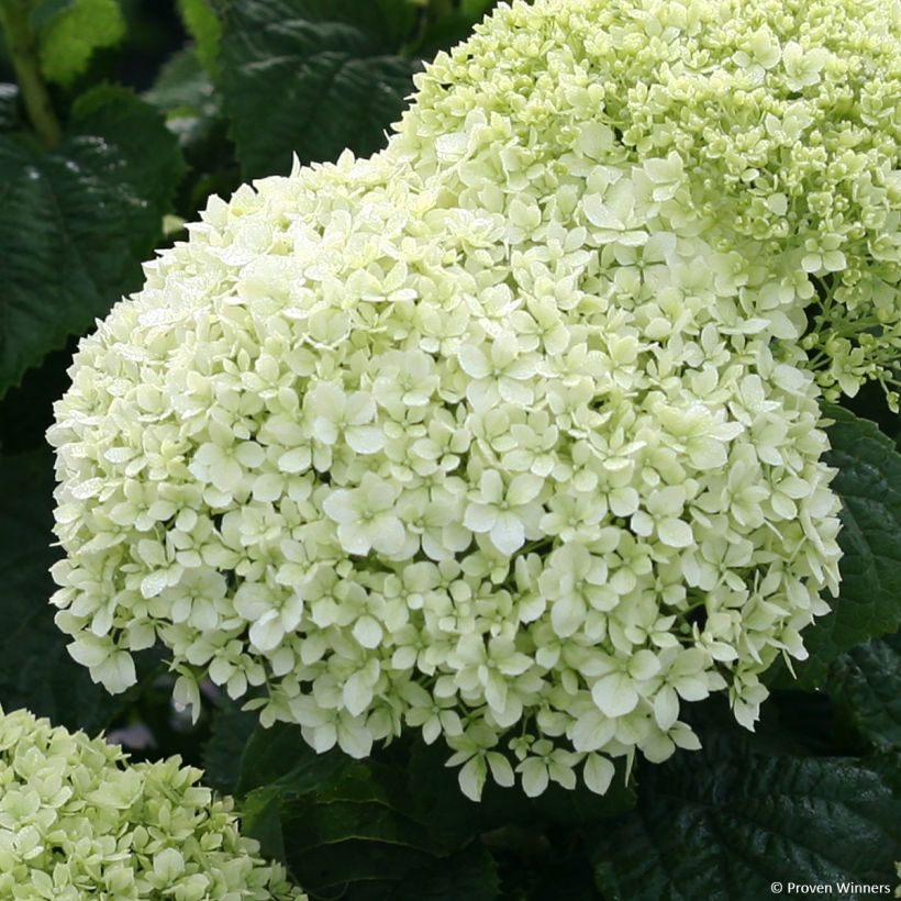 Hydrangea arborescens BellaRagazza Limetta - Struikhortensia (Flowering)