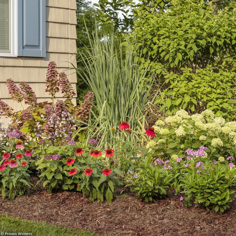 Hydrangea arborescens BellaRagazza Limetta - Struikhortensia (Plant habit)