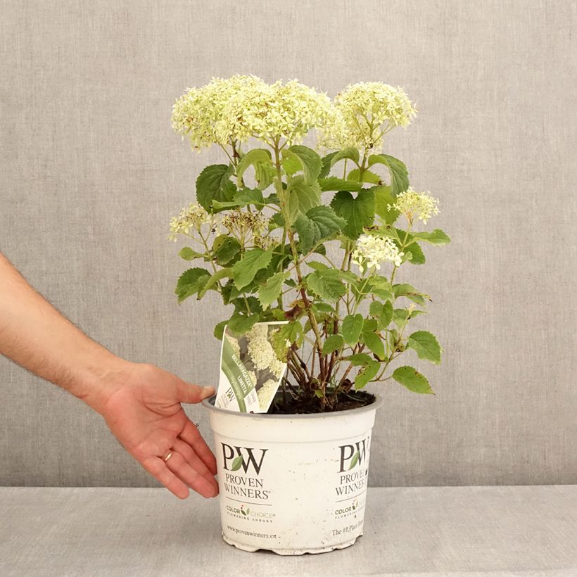 Exemplaar van Hydrangea arborescens BellaRagazza Limetta - Struikhortensia Pot van 4 l/5 l zoals geleverd in de zomer
