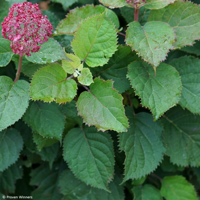 Hydrangea arborescens BellaRagazza Mauvette - struikhortensia (Foliage)