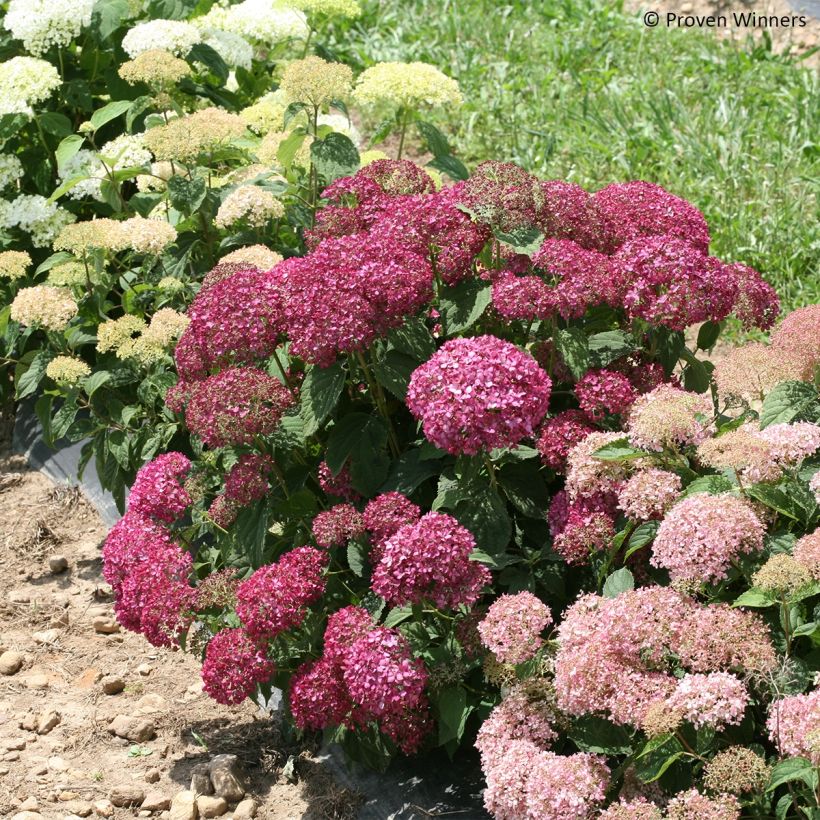 Hydrangea arborescens BellaRagazza Mauvette - struikhortensia (Plant habit)
