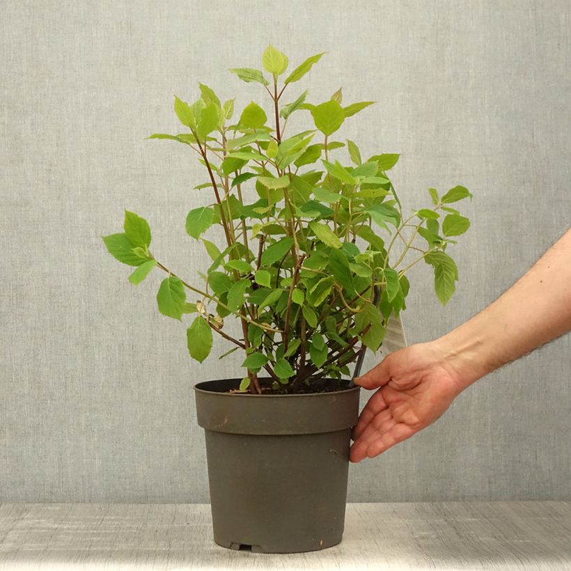 Exemplaar van Hydrangea arborescens Candybelle Sorbet - struikhortensia Pot van 4 l/5 l zoals geleverd in de lente