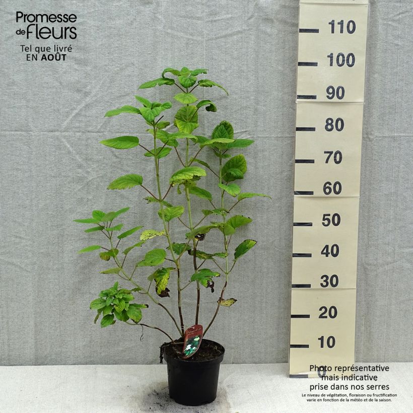Exemplaar van Hydrangea arborescens Hills Of Snow - struikhortensia Pot van 2 l/3 l zoals geleverd in de zomer