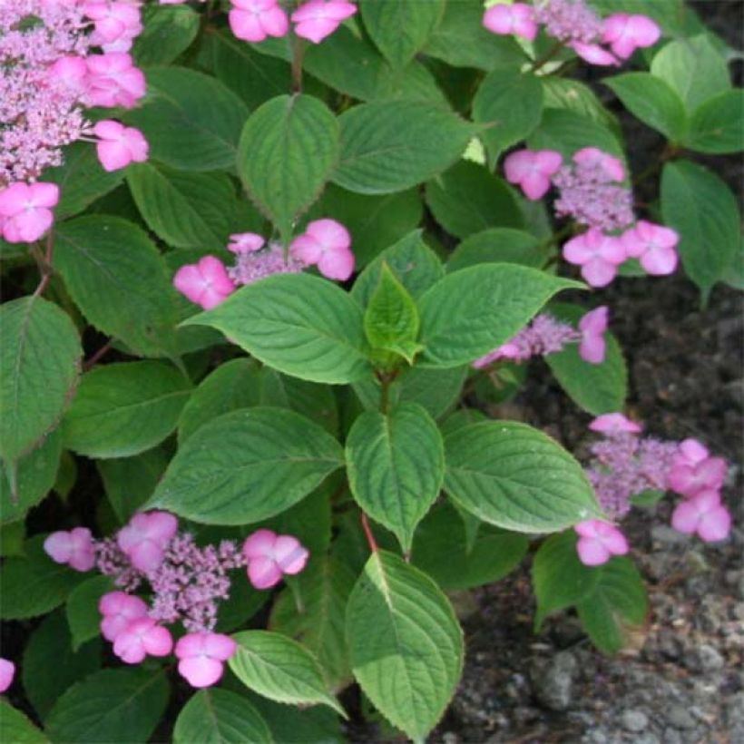 Hydrangea serrata Avelroz Dolmyf - Berghortensia (Foliage)