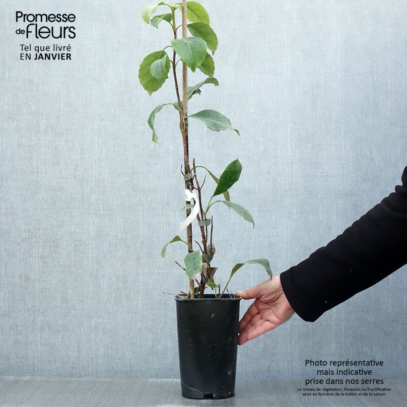 Example of Hortensia grimpant - Hydrangea seemanii Pot van 2 l/3 l as you get in hiver