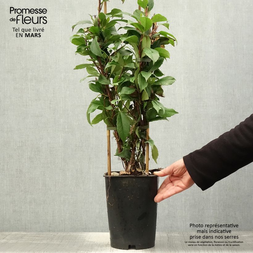 Exemplaar van Hydrangea seemanii - Groenblijvende klimhortensia Pot van 6 l/7 l zoals geleverd in de lente