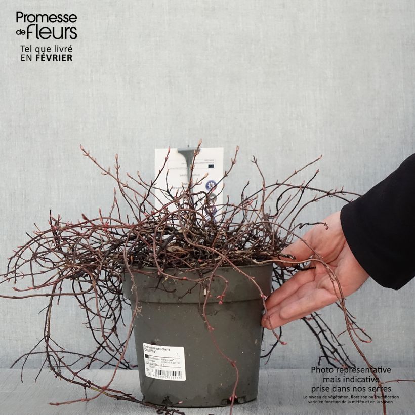 Example of Hydrangea petiolaris Cordifolia - Klimhortensia Pot van 3 l/4 l as you get in hiver