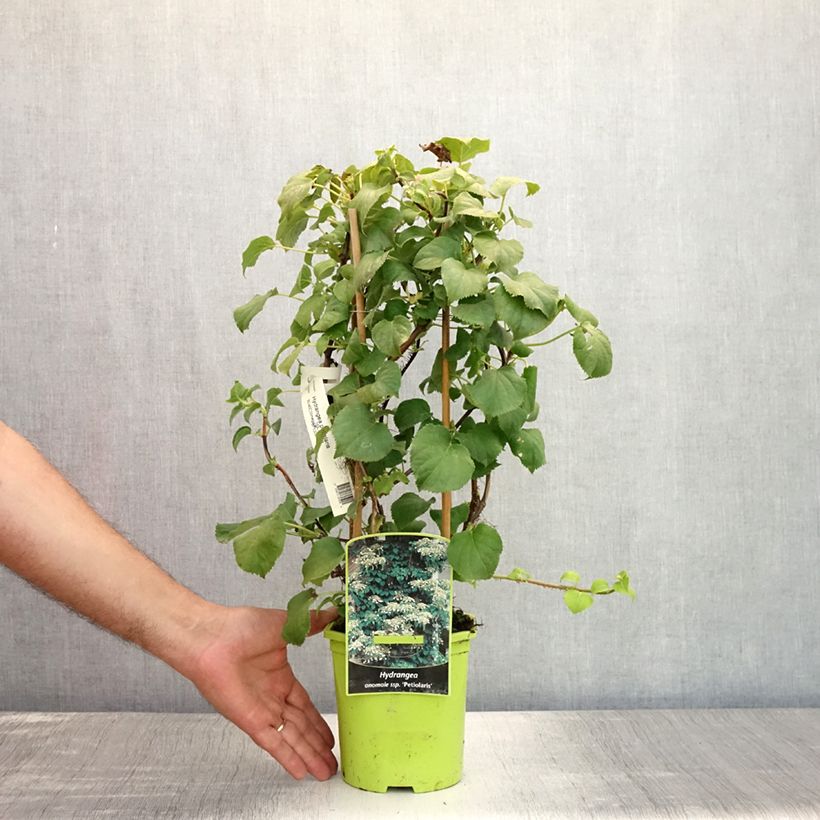 Exemplaar van Hydrangea petiolaris - Klimhortensia Pot van 2 l/3 l zoals geleverd in de zomer