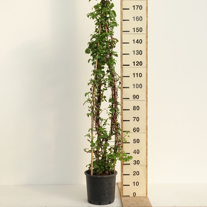 Example of Hortensia grimpant - Hydrangea petiolaris Pot van 12 l/15 l as you get in printemps