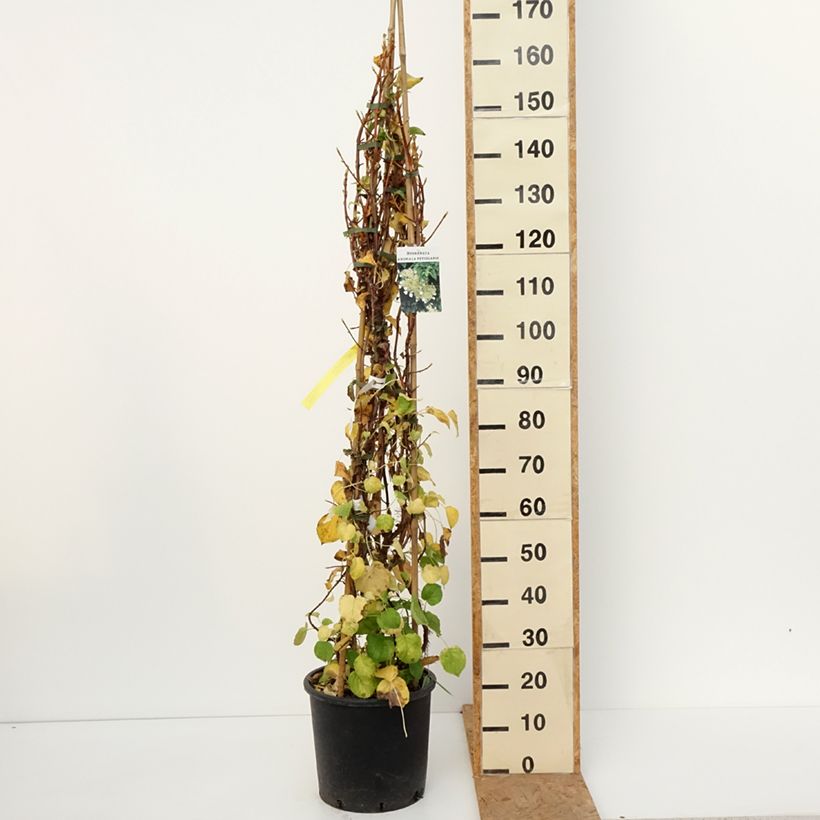 Exemplaar van Hydrangea petiolaris - Klimhortensia Pot van 4 l/5 l zoals geleverd in de herfst