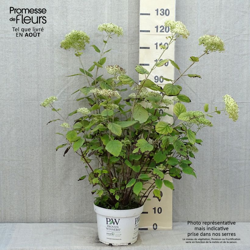 Exemplaar van Hydrangea arborescens Lime Rickey bio - struikhortensia Pot van 7,5 l/10 l zoals geleverd in de zomer