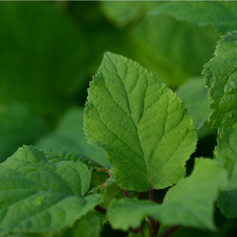 Hydrangea arborescens Annabelle - Sneeuwballenhortensia (Foliage)