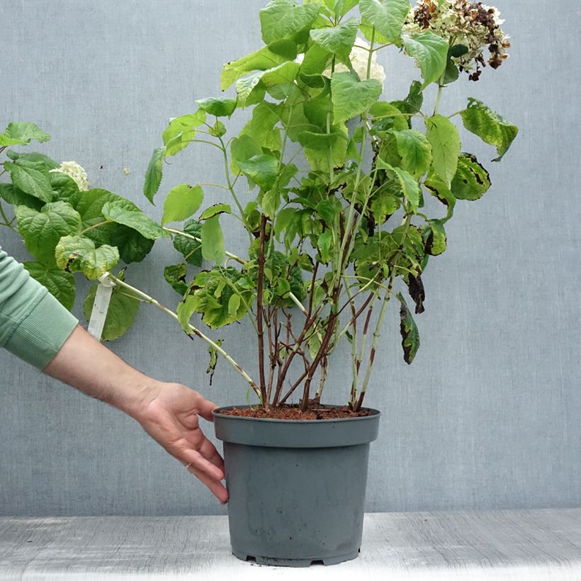 Exemplaar van Hydrangea arborescens Annabelle - Sneeuwballenhortensia Pot van 6 l/7 l zoals geleverd in de zomer