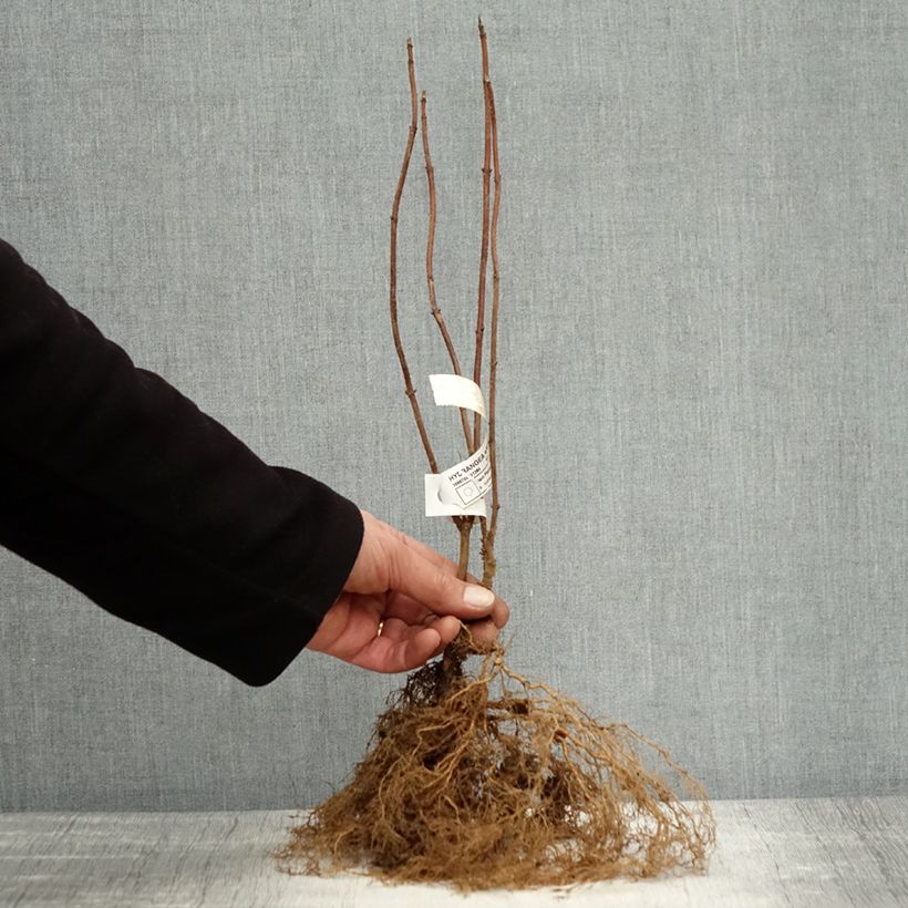 Example of Hydrangea arborescens Annabelle - Sneeuwballenhortensia Naakte wortel as you get in hiver