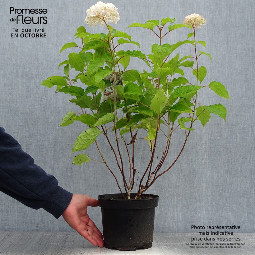 Exemplaar van Hydrangea arborescens Candybelle Marshmallow - struikhortensia Pot van 3 l/4 l zoals geleverd in de herfst