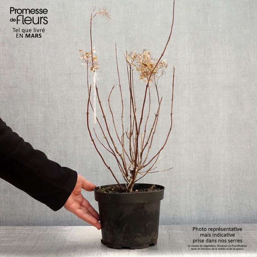 Exemplaar van Hydrangea arborescens Candybelle Marshmallow - struikhortensia Pot van 3 l/4 l zoals geleverd in de lente