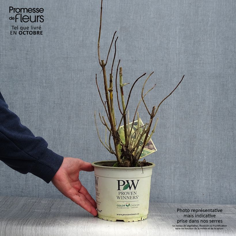 Exemplaar van Hydrangea arborescens Lime Rickey bio - struikhortensia Pot van 2 l/3 l zoals geleverd in de herfst