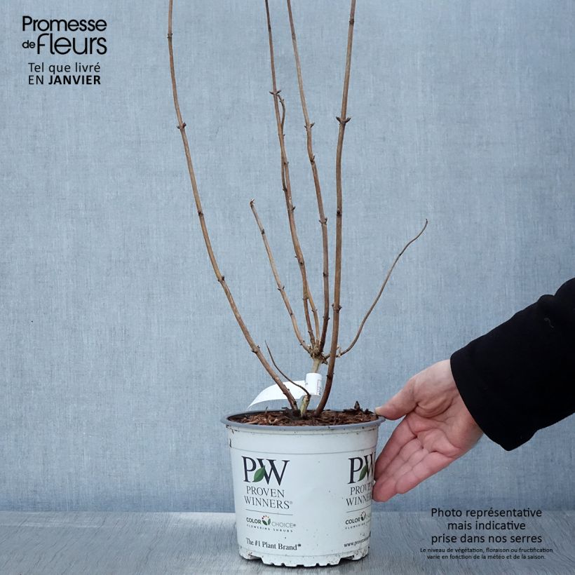 Example of Hydrangea arborescens Pink Annabelle - struikhortensia Pot van 2 l/3 l as you get in hiver